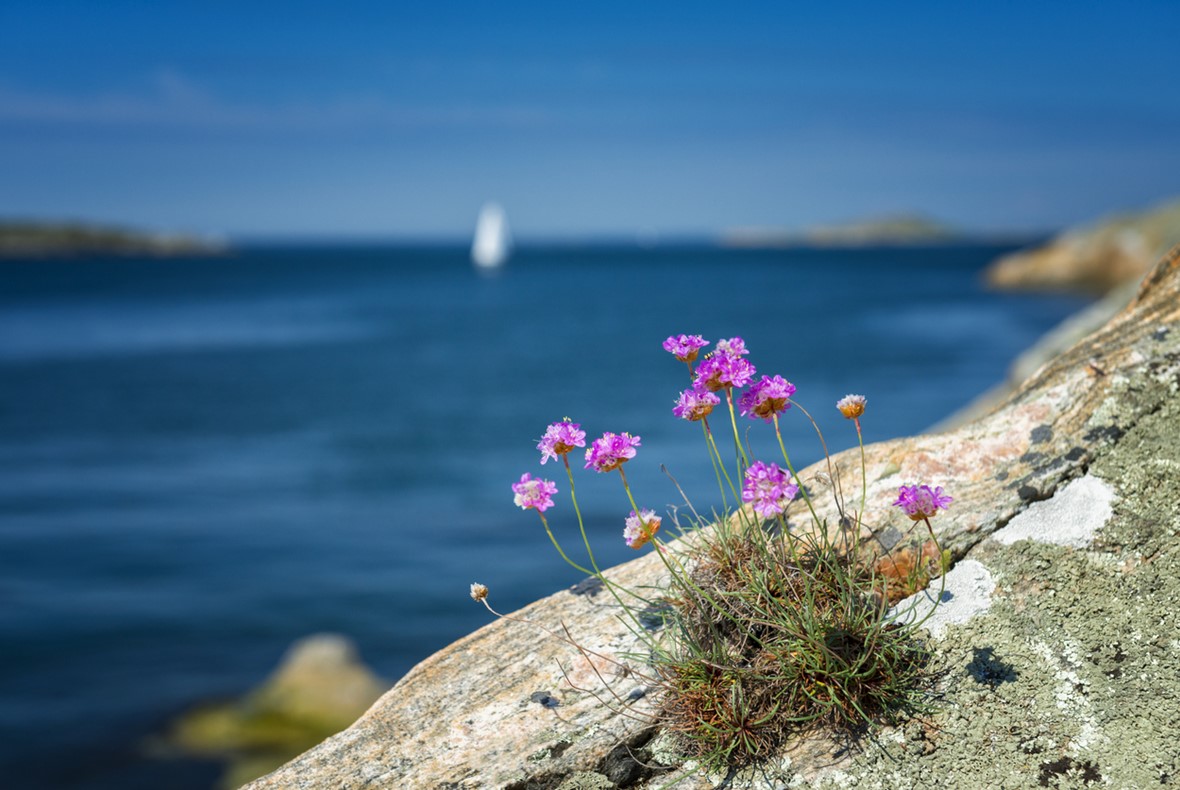 blomma